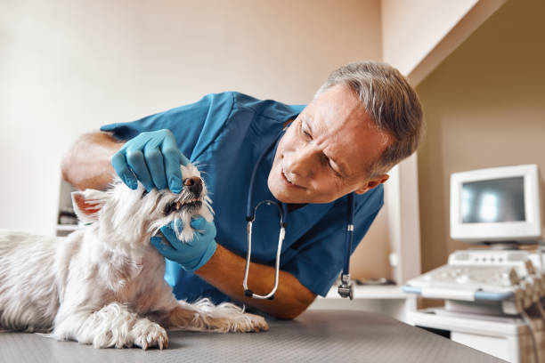 Best Broken or Chipped Tooth Repair in Amityville, NY